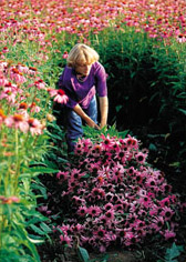 echinacea